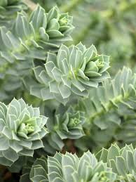 Image result for Euphorbia persistentifolia