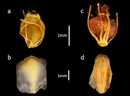 Image result for Eleocharis mutata