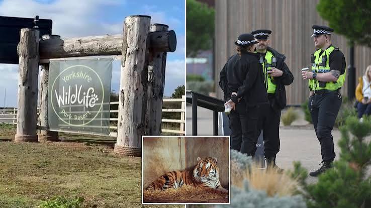 Man dies after 'jumping into tiger enclosure' at Yorkshire Wildlife Park | News UK | Metro News