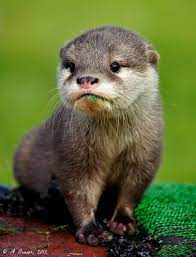 Asian Short Clawed Otter Pups Cute Baby Animals Cute Animals Animals