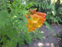 Image result for Tecomaria nyassae