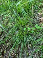 Image result for Sericorema remotiflora