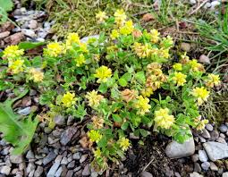 Image result for Trifolium campestre