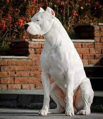 for more awesome photo and videos click on photo pitbull dog breeds bully breeds dogs dogs