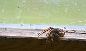 At do it yourself pest and weed control, we provide recommendations for insect, rodent, and weed control utilizing professional products. Arizona Spiders Pest Control