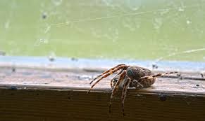 Do it yourself pest control tucson • do it yourself pest control tucson photos • do it yourself pest control tucson location •. Arizona Spiders Pest Control