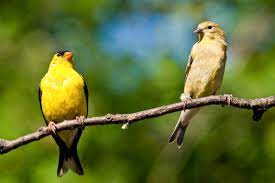 Here you can identify the sounds and bird song of the american goldfinch. American Goldfinch Audubon Field Guide