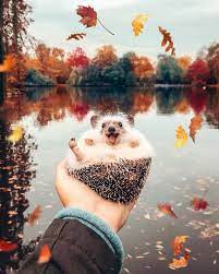 Hedgehog In Autumn Autumn Animals Cute Fall Leaves Beautiful Cute Animals Cute Baby Animals Animals Beautiful