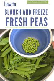 How to freeze purple hull peas from the garden. How To Freeze Peas In Freezer Bags Arxiusarquitectura
