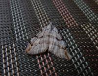 Image result for Aplocera efformata