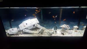 Pin On Betta Fish Ideas