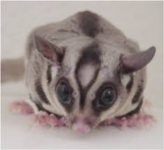 Sugar Glider Ambassador Animal