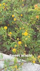 Image result for Acacia farnesiana