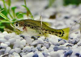 Image result for Disperis sp. nov. aff. bifida