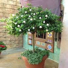 The french traditionally wear gardenias as boutonnieres. Double Blooming Gardenia Patio Trees For Sale Brighterblooms Com