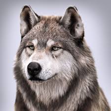 Artstation Wolf Portrait Different Angle Massimo Righi Wolf Spirit Animal Wolf Face Wolf Pictures