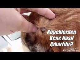 kopeklerden kene nasil cikartilir youtube