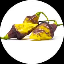 Foto di lonewolf 2017 capsicum chinense jacq bolivian bumpy. Bolivian Bumpy Chilli Seminka Chilli Pikanterie