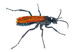 We did not find results for: Why You Don T Want To Get Stung By A Tarantula Hawk Science Friday
