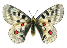 Image result for Parnassius apollo