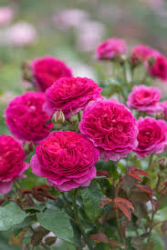 From growing in our fields to growing in your garden, we do our best to breed, select and deliver the very best roses for you to enjoy. David Austin Roses The Rose Journal