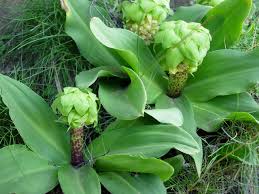 Image result for Eucomis zambesiaca