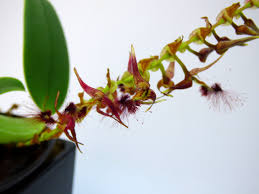 Image result for Bulbophyllum saltatorium