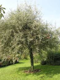 Bei kleineren hausgärten, höfen oder vorgärten müssen sich die privaten besitzer sehr gut überlegen, was sie pflanzen auf ihrem grundstück pflanzen. Baume Fur Kleine Garten Mein Schoner Garten