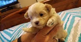 Litter Of 4 Maltipoo Puppies For Sale In Wetumpka Al Adn-56049 On Puppyfindercom Gender Female A Maltipoo Puppy Maltipoo Puppies For Sale Puppies For Sale