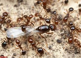 صور النمل معلومات عن النمل وطرق القضاء عليه ants insects fire ants