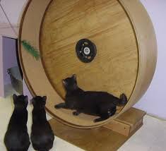 This cat exercise wheel is perfect for any cats but especially for bengals! How To Build A Cat Exercise Wheel Diy Projects For Everyone