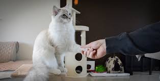 A clicker is a handheld tool that makes a clicking. How To Teach Your Cat Shake Paw Clicker Training For Cats Iamcasper