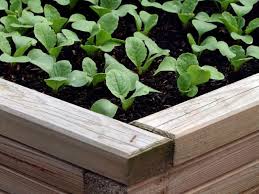 Check spelling or type a new query. How To Plant Radishes Diy