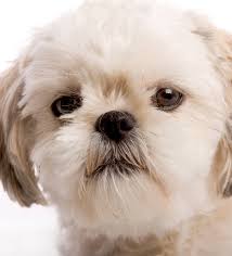 Maybe you would like to learn more about one of these? Learn About The Shih Tzu Dog Breed From A Trusted Veterinarian