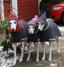 I Can See My Three In These Beanies Dog Friends Whippet Dog Whippet