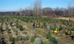 Audzētavas un dārza piederumipie candy cane christmas tree farm. 2021 Candy Cane Christmas Tree Farm Michigan Life