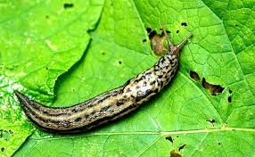 Lift up the boards, scrape off the pests and destroy. A Slime Fighter S Plan How To Stop Garden Slugs