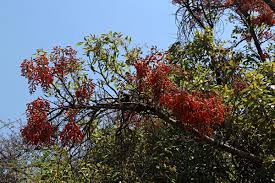 Image result for Erythrina falcata