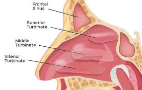 The nasal cavity also contains structures to detect chemical odorants and resonate the voice. The Nose Anatomy Function And Connection To Osa Dental Sleep Practice Sleep Apnea Publication Online Ce