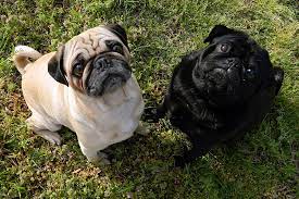 In this tutorial you will learn abouthow to re size my signature 300px x 80px in photoshop, how to make a signature 300px x 80px in photoshophow can do. File Fawn Pug And Black Pug Jpg Wikimedia Commons