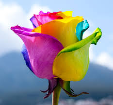 Download the perfect flowers pictures. Explore The Mystery Of Rainbow Roses Magnaflor