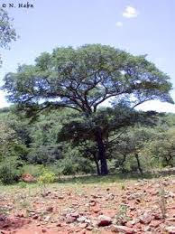 Image result for Brachystegia glaucescens