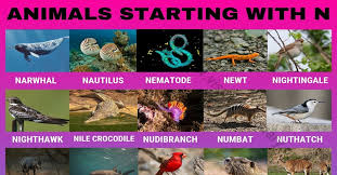 Animals That Start With N 30 Beautiful Animals Starting With N Visual Dictionary