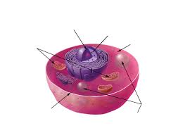 Check spelling or type a new query. Animal Cell Organelles Labeling Interactive Quiz