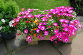 Maybe you would like to learn more about one of these? When To Plant Out Bedding Plants