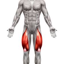 Grâce à cela vous étirez d'avantage les muscles de la cuisse. Musculation Des Jambes Programme Et Exercices Toutelanutrition
