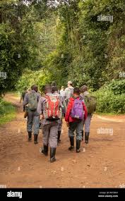 Image result for Brazzeia longipedicellata