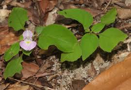 Image result for Balsaminaceae