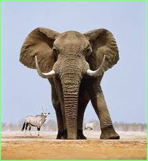 Kunst Bilder Standing Proud Abstraktekunstbilderselbermalen Acrylbilderkunstbilder Afrik Elephants Photos Bull Elephant Elephant Pictures