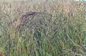 Image result for Heteropogon melanocarpus